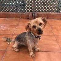 kleiner Tommy sucht neues Zuhause, Hund zur Adoption
