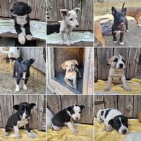 Wir suchen dringend Pflegestellen, Hund zur Adoption
