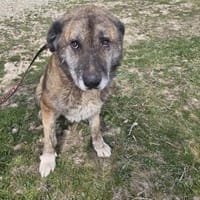 Senior Rusty sucht seine Herzensmenschen, Hund zur Adoption