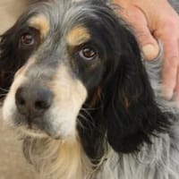 Biscotto auf Pflegestelle in Hessen, Hund zur Adoption