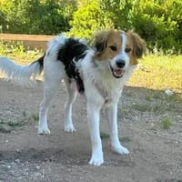 EDO - ab Oktober auf PS in Hennef, Hund zur Adoption