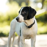 Snoopy - entdeckt die Welt, Hund zur Adoption