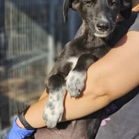 Windhund Mix Hündin Sucht ihr Zuhause, Hündin zur Adoption