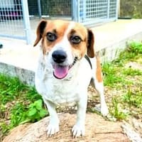 MARRITZA - ab Oktober auf PS in Duisburg, Hündin zur Adoption