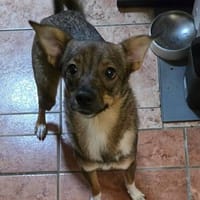 Fine sucht dringend erfahrenes Heim, Hündin zur Adoption
