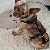 Zartes Seelchen Happy (2 J., Chihuahua) sucht Zuhause, Hündin zur Adoption