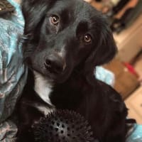 Kiwi - ist menschenbezogen, Hund zur Adoption