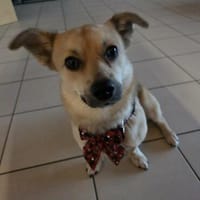 Berani in 49219 Glandorf sucht neues Zuhause oder PS, Hund zur Adoption