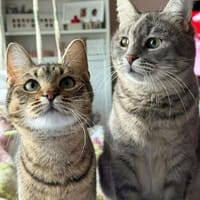 Alice und Chesire Liebe im Doppelpack - gemeinsames Zuhause, Katze zur Adoption