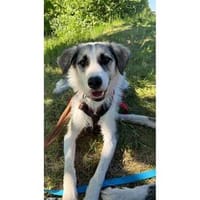 Youma - wartet in 90547 Stein, Hündin zur Adoption