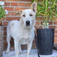 Jonathan  kleiner Herdenschützer auf Dackelbeinen, Hund zur Adoption
