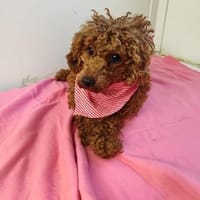 MAYA - fröhlich, neugierig und verschmust, Hündin zur Adoption