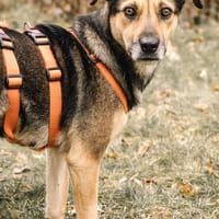 kluge & verschmuste INOA, Hündin zur Adoption