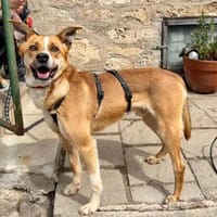 Ein ganz besonderer Hund - Trufito, Hund zur Adoption