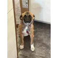 Rosalie - wartet in 07381 Pößneck, Hündin zur Adoption