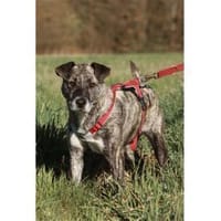 Pauline - wartet in 56379 Oberwies, Hündin zur Adoption