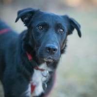 Sofi 🥰 verschmust und anschmiegsam - auf PS in Bayern, Hündin zur Adoption