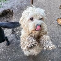 Kira - die liebe Wuschelmaus, Hündin zur Adoption