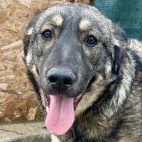 Scott - Findelkind auf Pflegestelle in Bayern sucht Zuhause, Hund zur Adoption