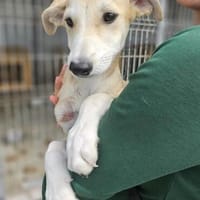 Rumänische Windhund Mix Hündin sucht ihre Familie, Hündin zur Adoption