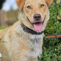 Nando sucht sein Für-immer-Zuhause 🐾, Hund zur Adoption