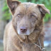 Nala  sanfte Hündin sucht ihr ruhiges Zuhause, Hündin zur Adoption