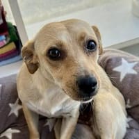 Draga💕sehr liebe und freundliche Hündin, Hündin zur Adoption