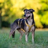 Tolle Hündin sucht ihr Zuhause, Hündin zur Adoption