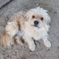 Arne 30 cm (Pflegestelle), Hund zur Adoption