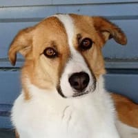 Fellow💕bereit zum Pferde stehlen, Hund zur Adoption