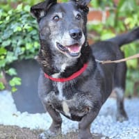 Horsti, Hund zur Adoption