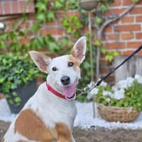 Harley sucht sein Für-immer-Zuhause, Hund zur Adoption