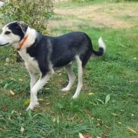 Lotos - ein Gentleman auf leisen Pfoten, Hund zur Adoption