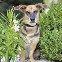 🐾 Viktoria  liebenswerte Hündin, Hündin zur Adoption