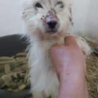 Milou 30 cm (Pflegestelle), Hund zur Adoption