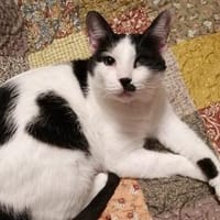 Hamlet sucht ein kuscheliges Körbchen, Kater zur Adoption