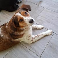 Babette Mix Hündin 5 Jahre in 72587, Hündin zur Adoption