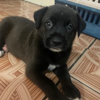 TOK (FR), chien à adopter