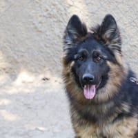 ABOU, chien à adopter