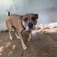 OSIRIS, chienne à adopter
