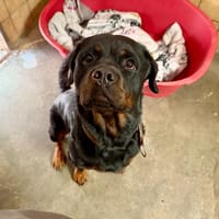 STITCH, chien à adopter