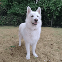Rio, chien à adopter