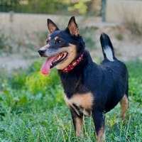 Pita, chienne à adopter