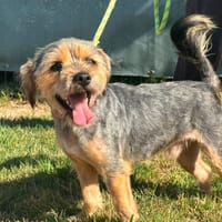 BRASIL, chien à adopter
