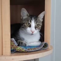 CALYPSO, chatte à adopter