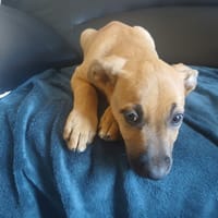 ORMEAU QCN, chien à adopter
