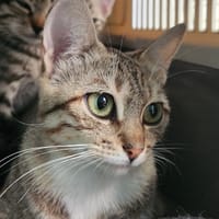 KONE QCT, chatte à adopter
