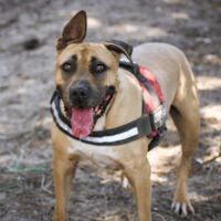 MARS, chien à adopter