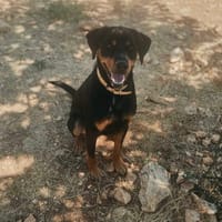 LASCO, chien à adopter