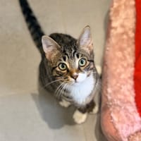 COQUIN, chat à adopter